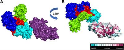 When DNA Polymerases Multitask: Functions Beyond Nucleotidyl Transfer